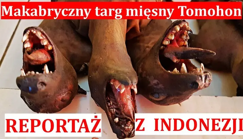 W jakim kraju jedzą psy i dlaczego ta tradycja budzi kontrowersje